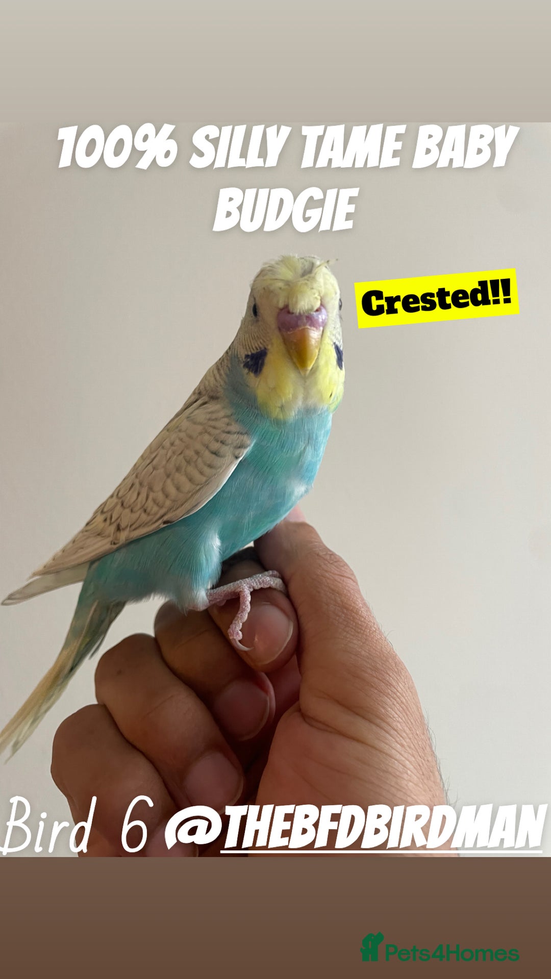 Budgerigars birds for sale: 100% SILLY TAME BABY BUDGIES - Advert 1