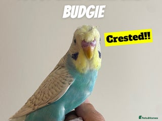 Budgerigars birds 100% SILLY TAME BABY BUDGIES - Advert 4