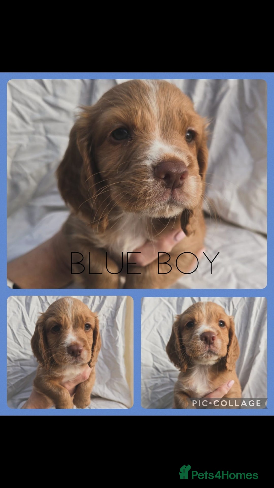Cocker Spaniel dogs for sale: Top KC working cocker spaniels - Image 2