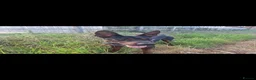 Chinese Red Dog dogs for sale: Chinese Red Dog for sale with heavy heart 💔 - Advert 16