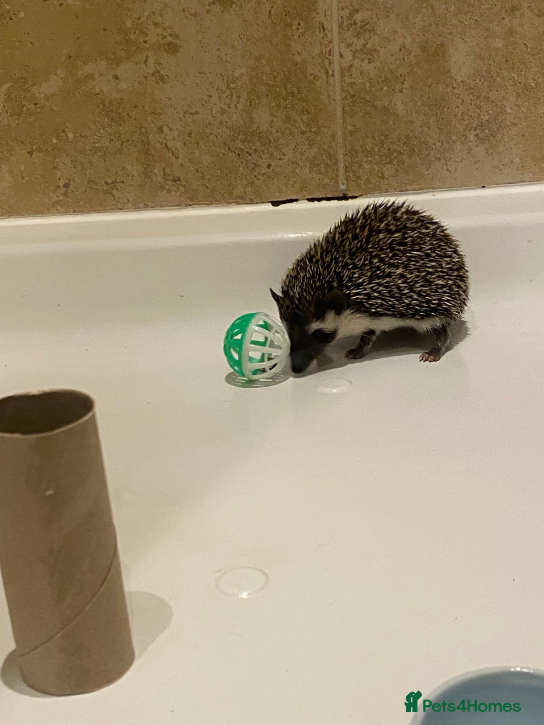 Pygmy Hedgehog rodents for sale: Twiglets looking for a new home  - Advert 8