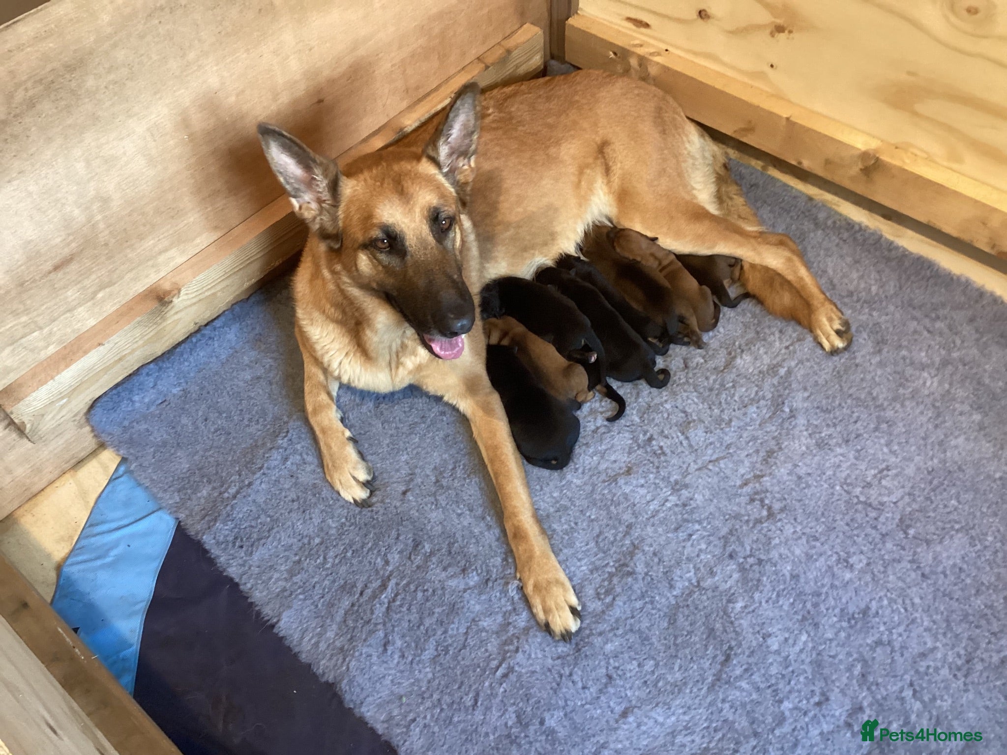 Belgian Shepherd Dog dogs Belgian Malinois X Dobermann - Advert 1