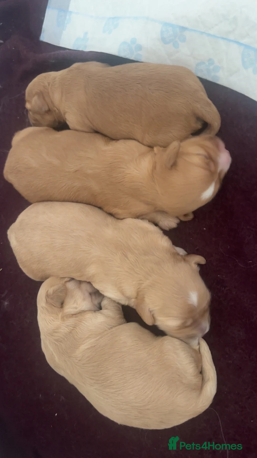 Cavapoo dogs for sale: Cavapoo puppies  - Advert 2
