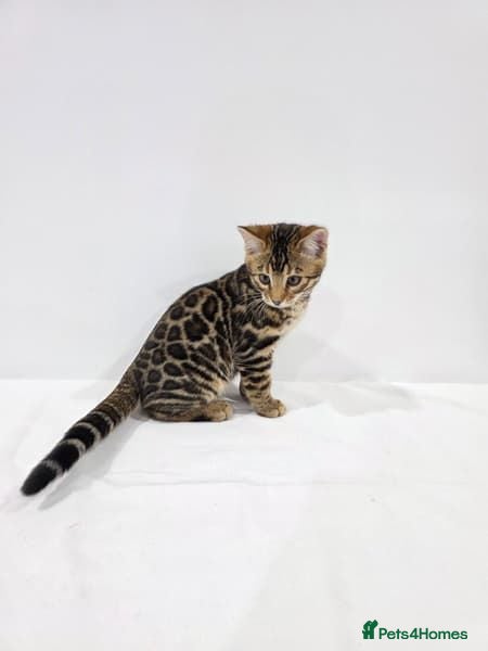 Bengal cats Beautiful Bengal Kittens Available - Advert 15