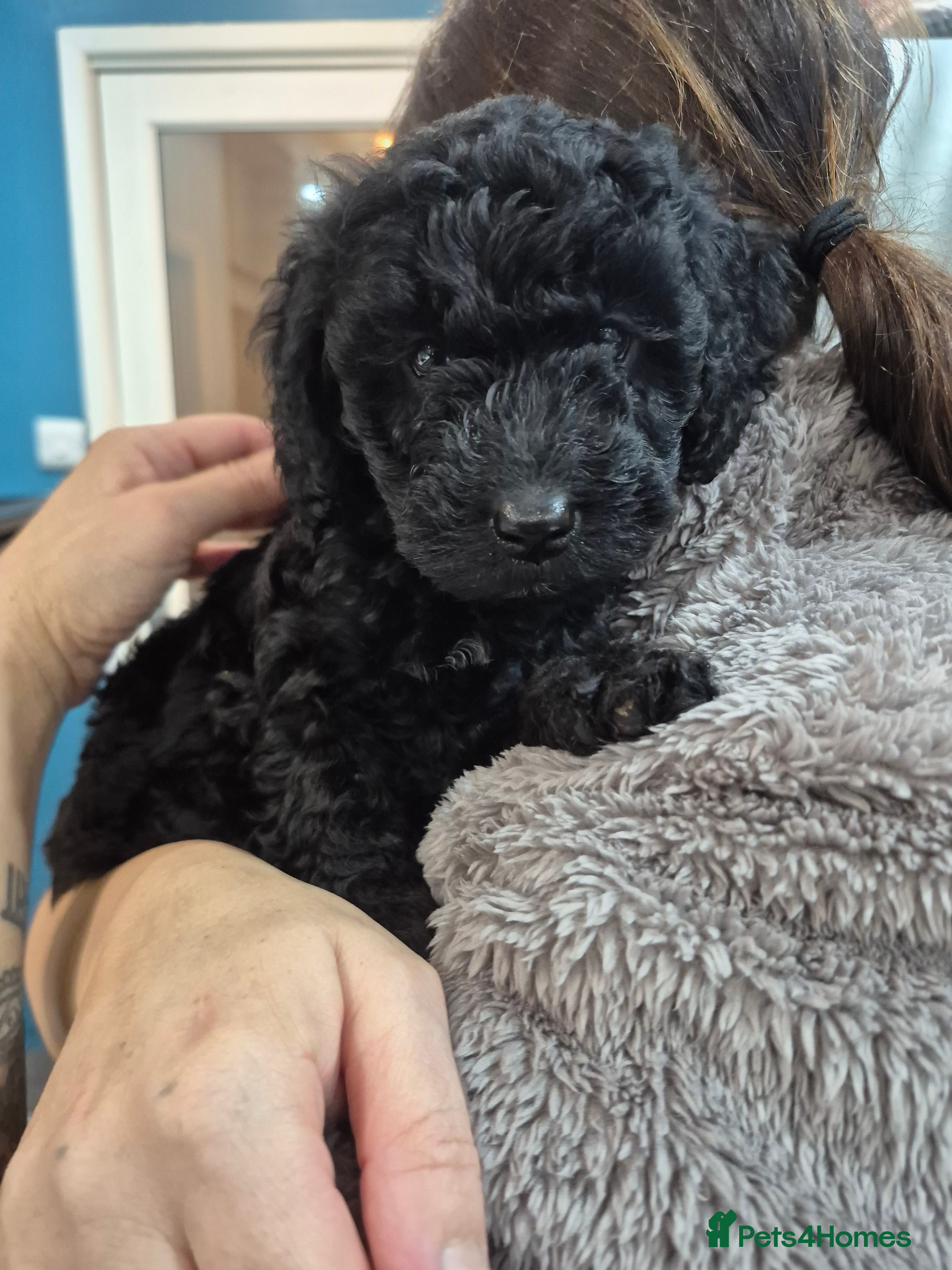 Cockapoo dogs Beautiful pure black cockapoo girl  - Advert 16