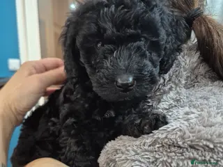 Cockapoo dogs Beautiful pure black cockapoo girl - Advert 16