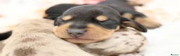 Miniature Dachshund dogs for sale: KC Miniature Dachshund Puppies - Advert 9