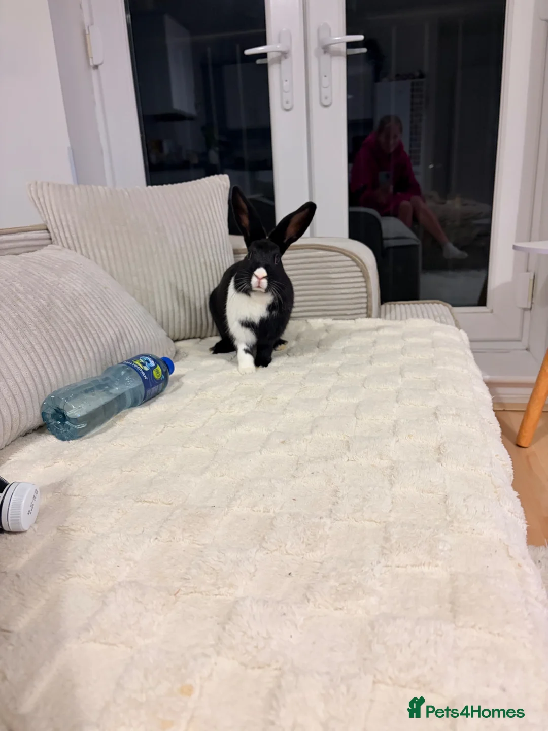 Mixed Breed rabbits for sale: Rabbits for sale  in Leighton Buzzard - Advert 3