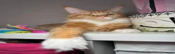 Maine Coon cats for sale: MaineCoon, Beautiful Kittens available  - Advert 11