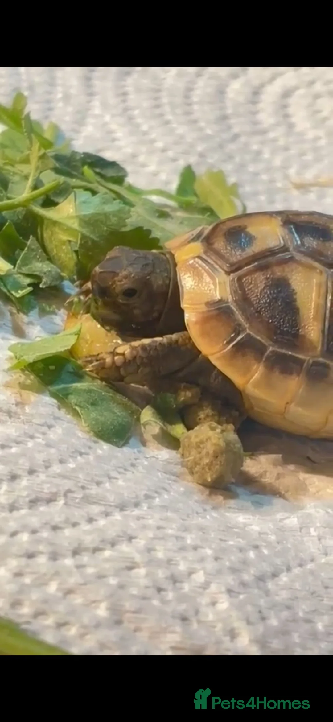 Tortoise reptiles for sale: 6 month female Hermmans Tortoise with Small Viv - Advert 5