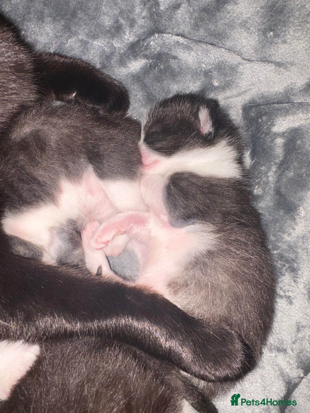 Ragdoll cats for sale: Ragdoll X Kittens  - Advert 5