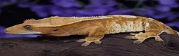 Gecko reptiles for sale: High end crested geckos in Burgess Hill - Advert 4
