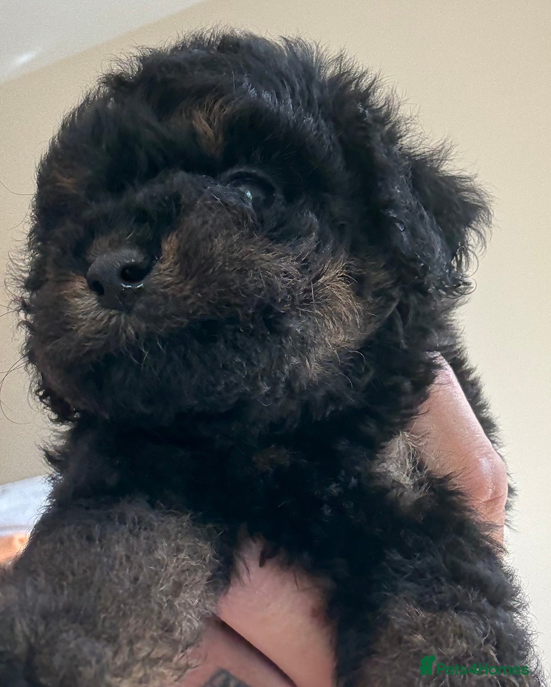 Cockapoo dogs for sale: Toy cockapoo  - Image 1