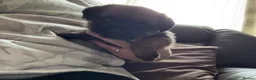 Border Terrier dogs for sale: Border terrier puppies - Advert 2