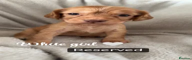Cocker Spaniel 7