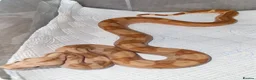 Boa Snake reptiles for sale: Boa constrictors  - Advert 4