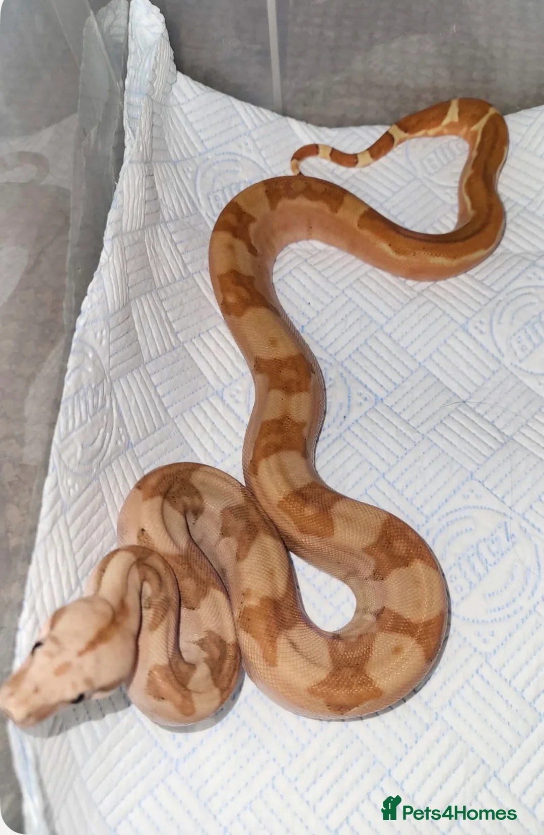 Boa Snake reptiles for sale: Boa constrictors  - Advert 4