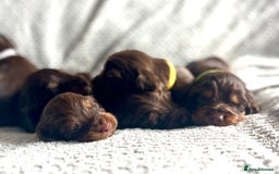 Cocker Spaniel dogs for sale: Extensively Health tested/KC REG Cocker Puppies - Image 12