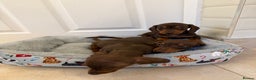 Miniature Dachshund dogs for sale: Miniature chocolate n tan dachshunds - Advert 3