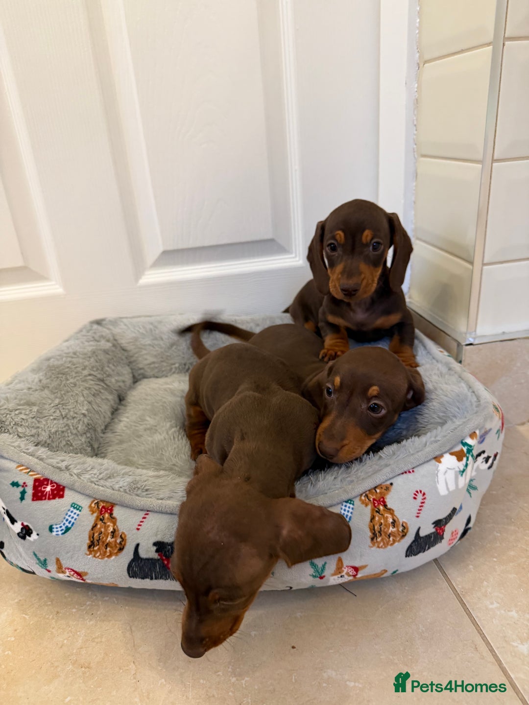 Miniature Dachshund dogs for sale: Miniature chocolate n tan dachshunds - Advert 3