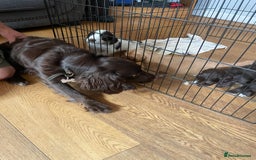 Sprocker dogs for sale: Sprocker puppies in Betchworth - Image 6
