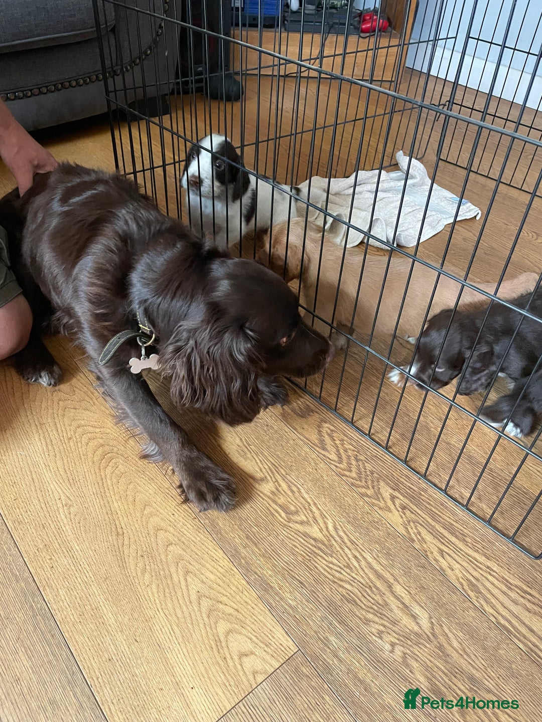 Sprocker dogs for sale: Sprocker puppies in Betchworth - Image 6