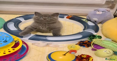 British Shorthair cats - Advert 10