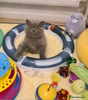 British Shorthair cats - Advert 5