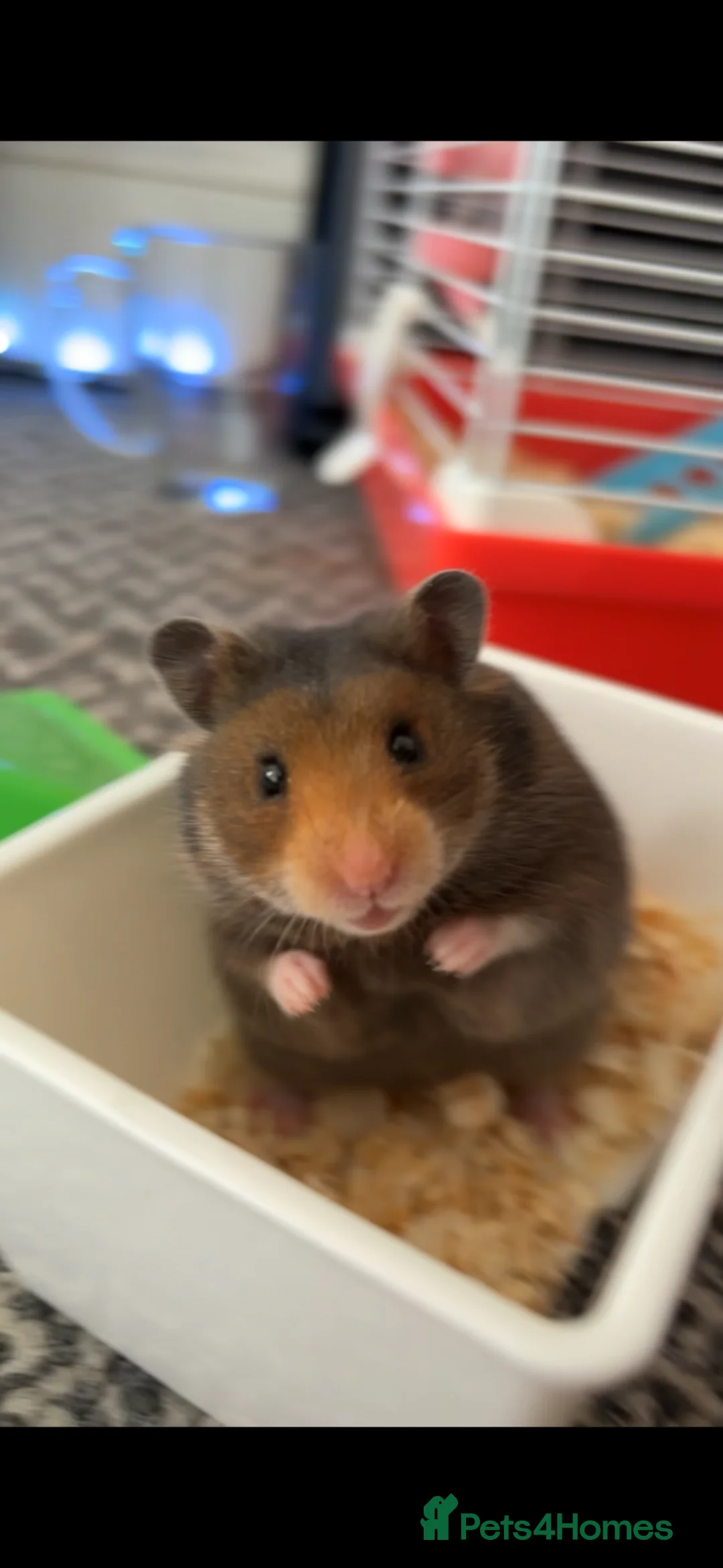 Hamster rodents for sale: Syrian Hamster in Abertillery - Advert 1