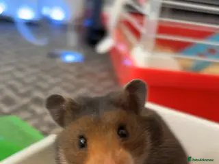 Hamster rodents Syrian Hamster - Advert 3