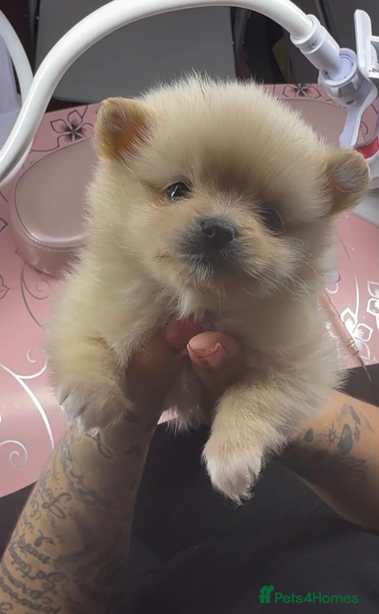 Pomeranian dogs 4 beautiful Pomeranian pups for sale! - Advert 1
