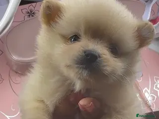 Pomeranian dogs 4 beautiful Pomeranian pups for sale! - Advert 1