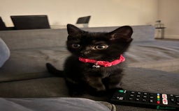 British Shorthair cats for sale: 2 beautiful kittens free to a good home  - Image 3