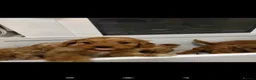 Cavapoo dogs for sale: F1 cavapoo puppies  - Advert 7