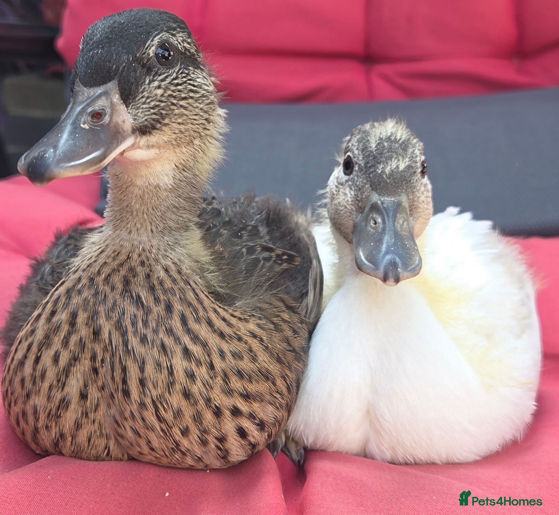 Ducks poultry Female mini call ducklings - Advert 1
