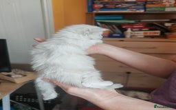 Maine Coon cats for sale: Shaded and Shell Maine Coon kittens - Image 11