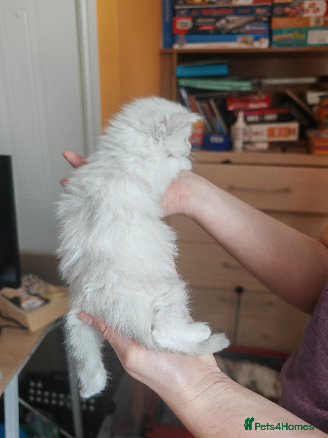 Maine Coon cats for sale: Shaded and Shell Maine Coon kittens - Image 11
