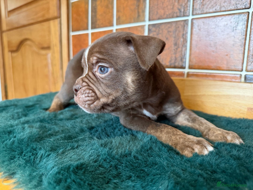Olde English Bulldogge dogs for sale: Old English Bulldog PUPPIES 👀‼️ - Advert 18