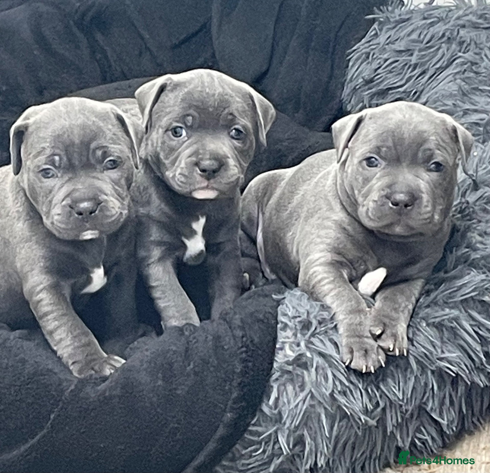 Staffordshire Bull Terrier dogs Blue Staff pup last girl available K.C Registered - Advert 2