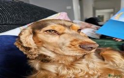 Cocker Spaniel dogs for sale: 1 year old cocker spaniel PLEASE READ! - Image 5