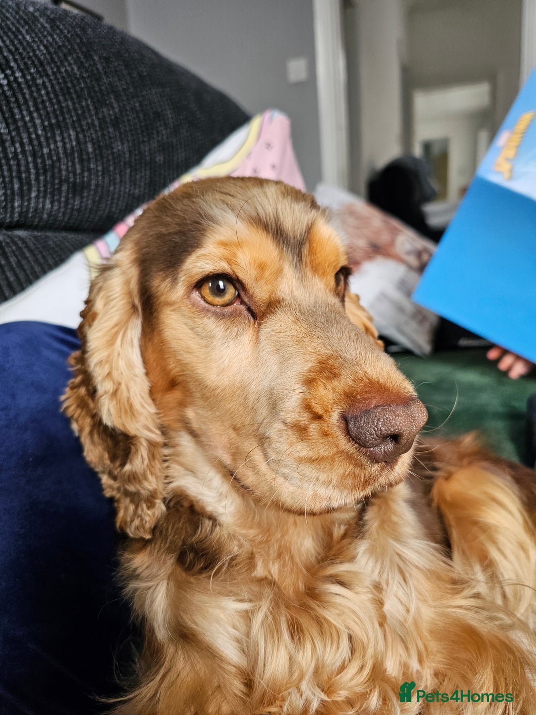 Cocker Spaniel dogs for sale: 1 year old cocker spaniel PLEASE READ! - Image 5