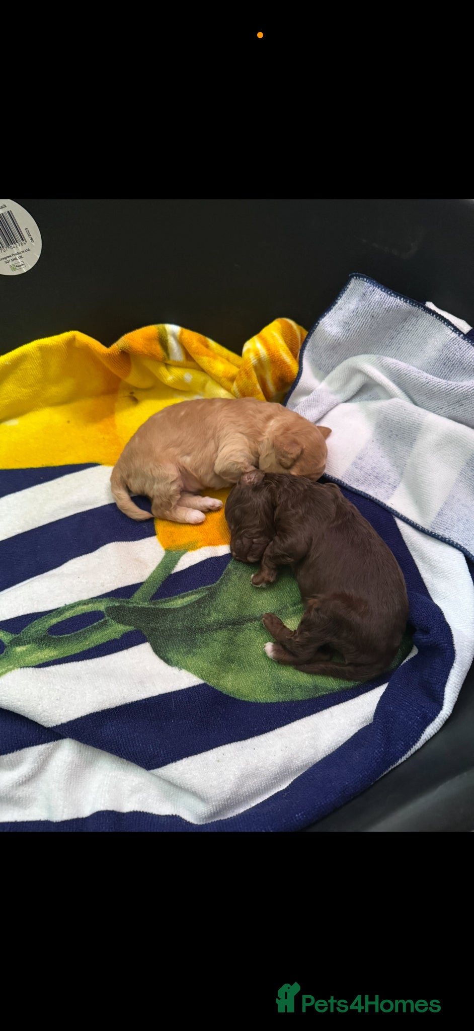 Toy Poodle dogs Kc reg toy poodle puppies  - Advert 2