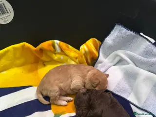 Toy Poodle dogs Kc reg toy poodle puppies - Advert 13