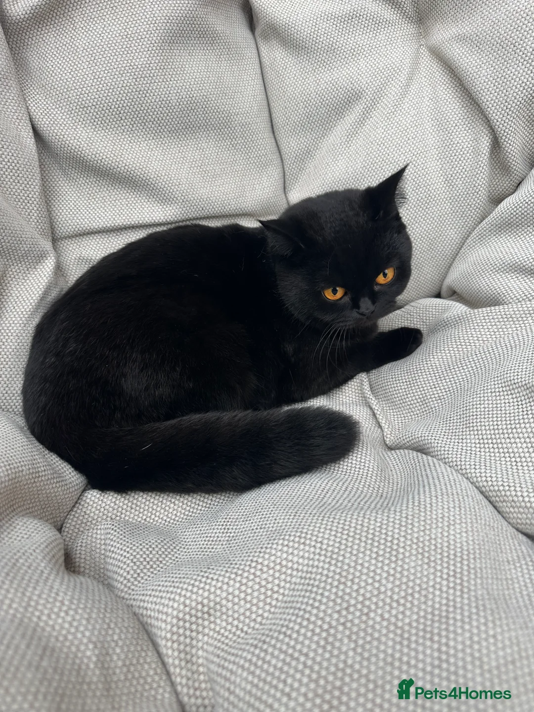 British Shorthair cats for sale: British Shorthair Chunky kittens - Advert 4