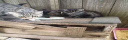 Domestic Shorthair cats for sale: 5 beautiful kittens  - Advert 2