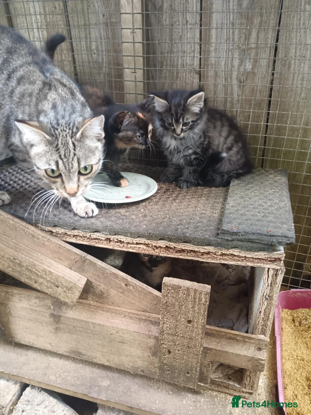 Domestic Shorthair cats for sale: 5 beautiful kittens  - Advert 2