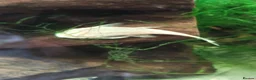 Plecos fish for sale: algae eaters - Advert 7