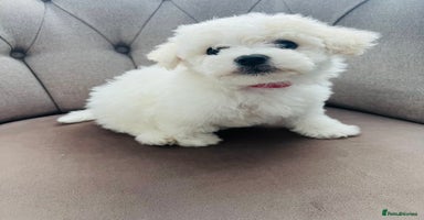 Mixed Breed dogs - Advert 6
