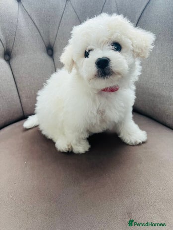 Mixed Breed dogs - Advert 1