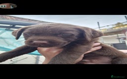Labrador Retriever dogs for sale: KC REGISTERED CHOCOLATE LABRADOR  - Image 20
